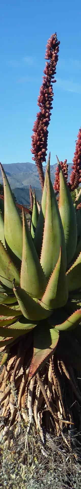 Klein Karoo